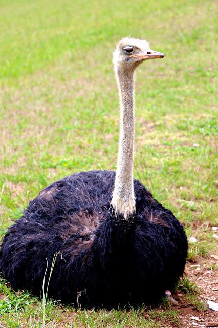 Avestruz Parque de la Naturaleza de Cabárceno