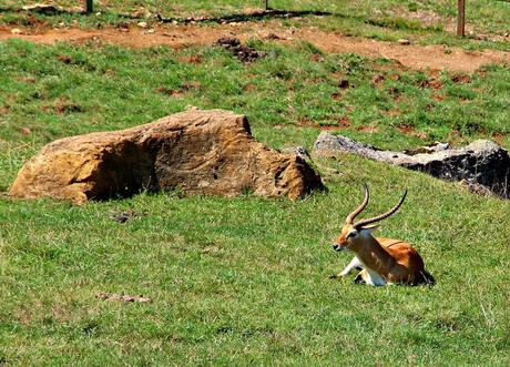 Camello Parque de la Naturaleza de Cabárceno