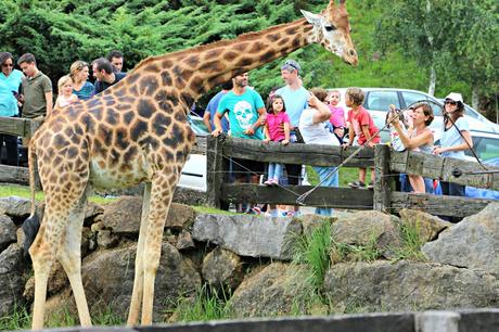Jirafa de Rothschild Parque de la Naturaleza de Cabárceno