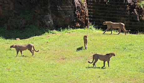 Guepardo Parque de la Naturaleza de Cabárceno