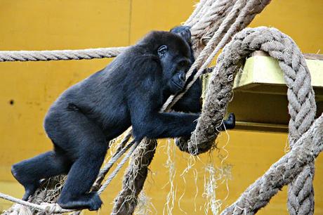 Gorila de llanura Parque de la Naturaleza de Cabárceno