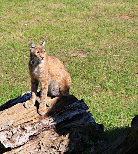 Lince Ibérico Parque de la Naturaleza de Cabárceno