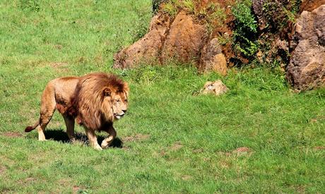 León Parque de la Naturaleza de Cabárceno