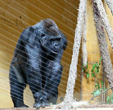 Gorila de llanura Parque de la Naturaleza de Cabárceno