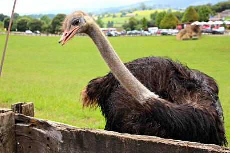 Avestruz Parque de la Naturaleza de Cabárceno