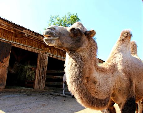 Camello Parque de la Naturaleza de Cabárceno