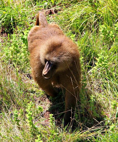 Papión oliva Parque de la Naturaleza de Cabárceno