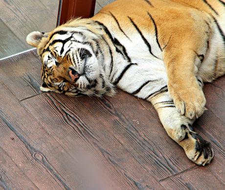 Tigre Parque de la Naturaleza de Cabárceno