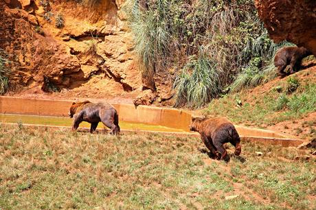 Oso pardo Parque de la Naturaleza de Cabárceno