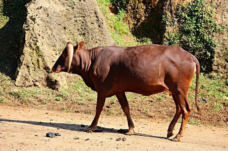 Vaca Watusi Parque de la Naturaleza de Cabárceno