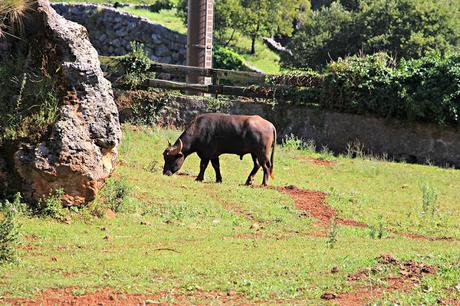 Gaur Parque de la Naturaleza de Cabárceno