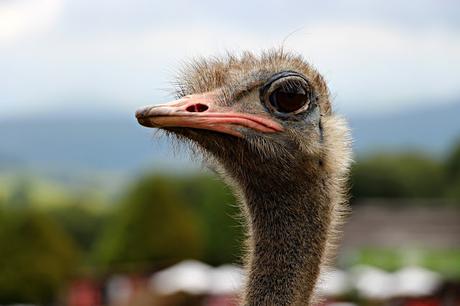 Avestruz Parque de la Naturaleza de Cabárceno