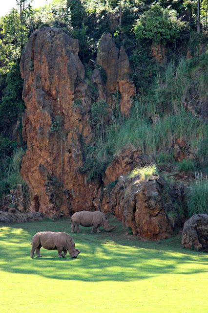 Rinoceronte blanco Parque de la Naturaleza de Cabárceno