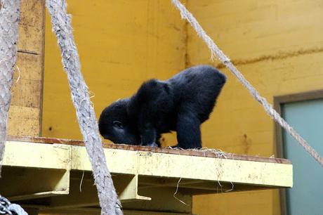 Gorila de llanura Parque de la Naturaleza de Cabárceno
