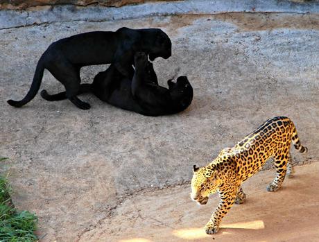 Pantera negra y Jaguar Parque de la Naturaleza de Cabárceno