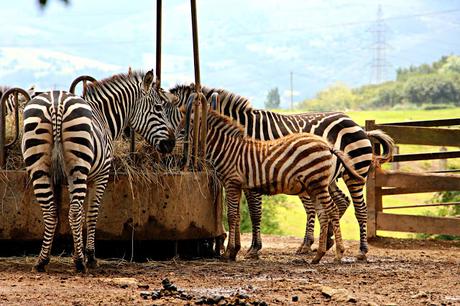 Camello Parque de la Naturaleza de Cabárceno