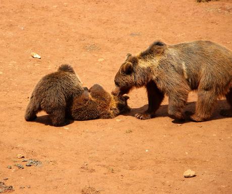Oso pardo Parque de la Naturaleza de Cabárceno