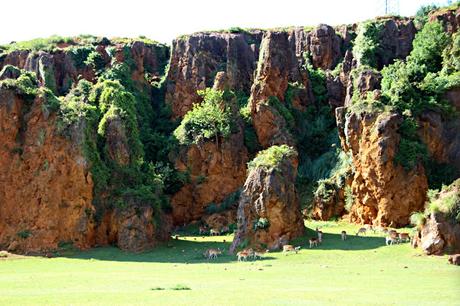 Ciervo y Gamo ibérico Parque de la Naturaleza de Cabárceno
