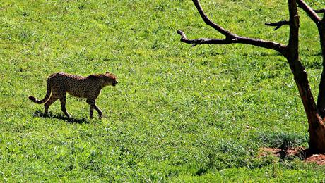 Guepardo Parque de la Naturaleza de Cabárceno