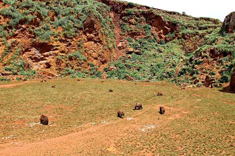 Oso pardo Parque de la Naturaleza de Cabárceno