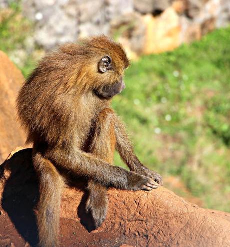 Papión oliva Parque de la Naturaleza de Cabárceno. La Fauna africana en semilibertad