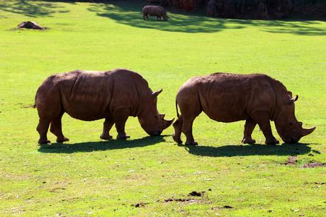 Rinoceronte blanco Parque de la Naturaleza de Cabárceno