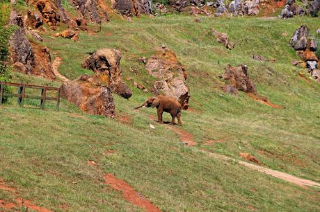 Elefante africano Parque de la Naturaleza de Cabárceno