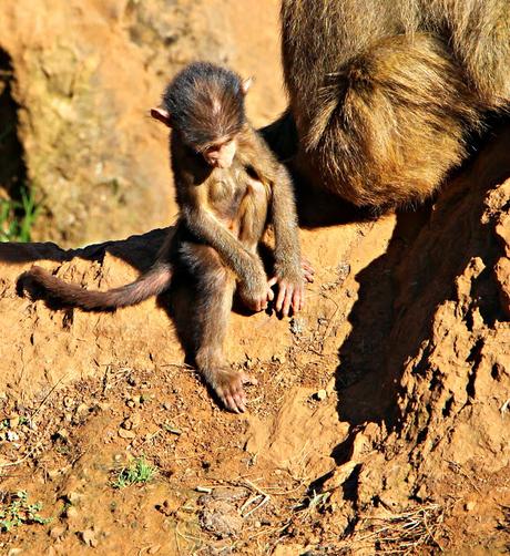 Papión oliva Parque de la Naturaleza de Cabárceno