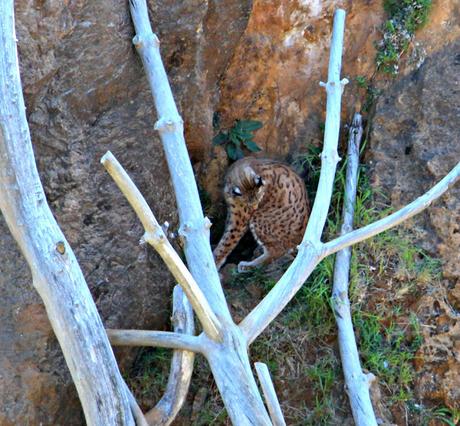 Lince Ibérico Parque de la Naturaleza de Cabárceno