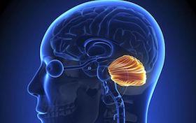 Adultescente y viejoven: 2 nuevas subespecies de homo sapiens cerebelo