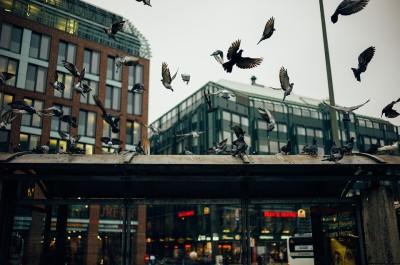 Plagas de palomas en la ciudad