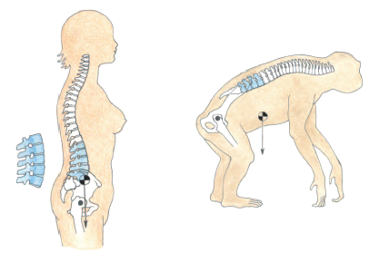¿Por qué muchos deportistas suelen tener una báscula anterior de pelvis? ¿Por qué muchos deportistas suelen tener una báscula anterior de pelvis?