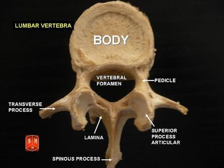 ¿Por qué muchos deportistas suelen tener una báscula anterior de pelvis? ¿Por qué muchos deportistas suelen tener una báscula anterior de pelvis?