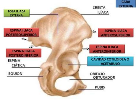 ¿Por qué muchos deportistas suelen tener una báscula anterior de pelvis? ¿Por qué muchos deportistas suelen tener una báscula anterior de pelvis?