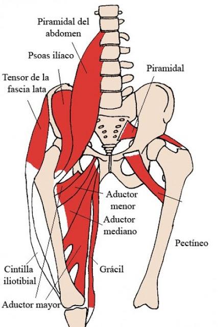 ¿Por qué muchos deportistas suelen tener una báscula anterior de pelvis? ¿Por qué muchos deportistas suelen tener una báscula anterior de pelvis?