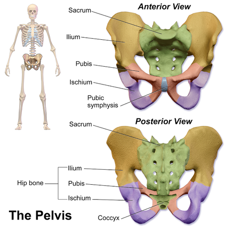 ¿Por qué muchos deportistas suelen tener una báscula anterior de pelvis? ¿Por qué muchos deportistas suelen tener una báscula anterior de pelvis?