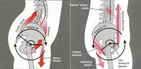 ¿Por qué muchos deportistas suelen tener una báscula anterior de pelvis? ¿Por qué muchos deportistas suelen tener una báscula anterior de pelvis?