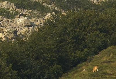 ESENCIA DE OSO