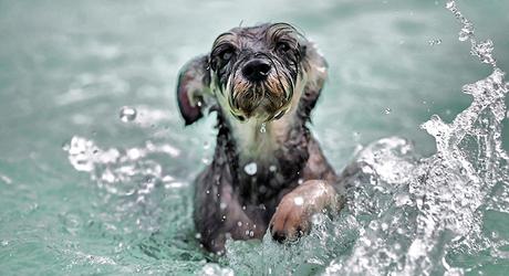 El cuidado de la piel y el pelo de tu perro en verano El cuidado de la piel y el pelo de tu perro en verano