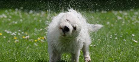 El cuidado de la piel y el pelo de tu perro en verano El cuidado de la piel y el pelo de tu perro en verano