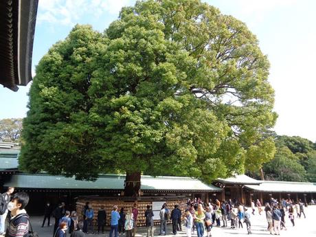 Viaje a Japón. Día 4. Tokyo: Palacio imperial, Meiji Jingu, parque Yoyogi, Takeshita Dori, Omotesando, Shibuya, Odaiba