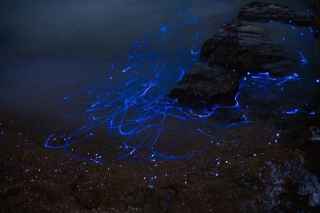 Ríos azules de camarón bioluminiscente chorrean sobre rocas en la orilla del mar en Okayama, Japón