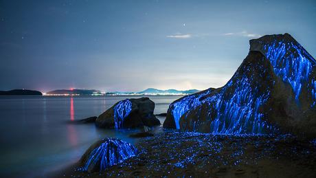 Ríos azules de camarón bioluminiscente chorrean sobre rocas en la orilla del mar en Okayama, Japón
