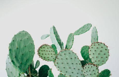 ¿te gusta decorar con cactus y suculentas? No te pierdas esta concept store