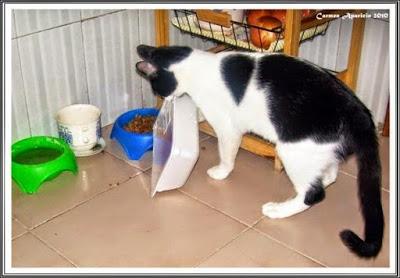 Mis fieles amigos se han dormido Mis fieles amigos se han dormido