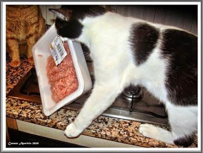 Mis fieles amigos se han dormido Mis fieles amigos se han dormido