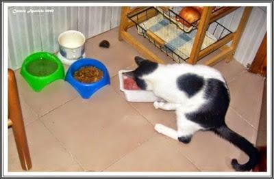 Mis fieles amigos se han dormido Mis fieles amigos se han dormido