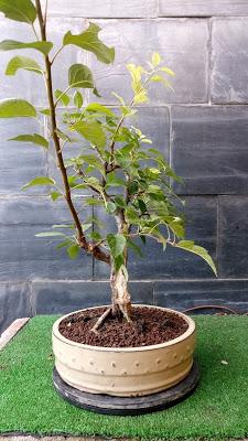 Manzano 2016 Manzano 2016