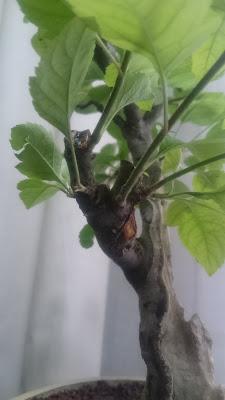 Manzano 2016 Manzano 2016