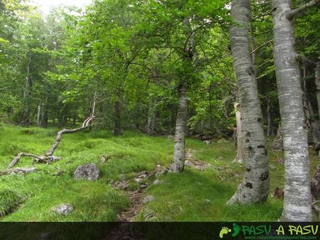 La TORRE DE SALINAS (2.447 m.) desde el REFUGIO DE COLLADO JERMOSO. CIRCULAR desde POSADA DE VALDEÓN Atravesando el Hayedo de Asotín
